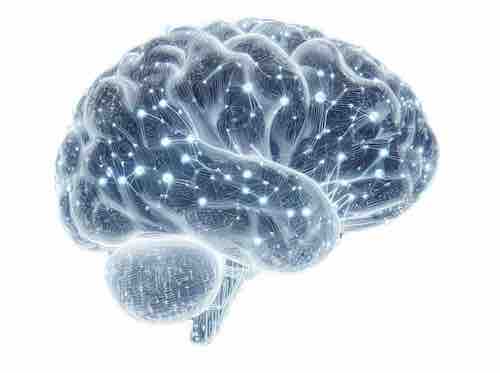 Neuroscience du recrutement